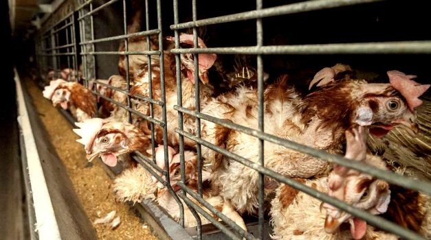Comisia Europeană are în vedere interzicerea creșterii animalelor în cuști în agricultură