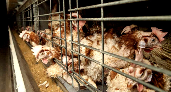 Comisia Europeană are în vedere interzicerea creșterii animalelor în cuști în agricultură