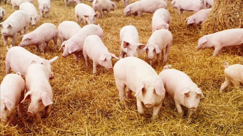 Proiect: porcii nu mai pot fi hraniți cu resturi alimentare, îngrijitorii sa se dezinfecteze