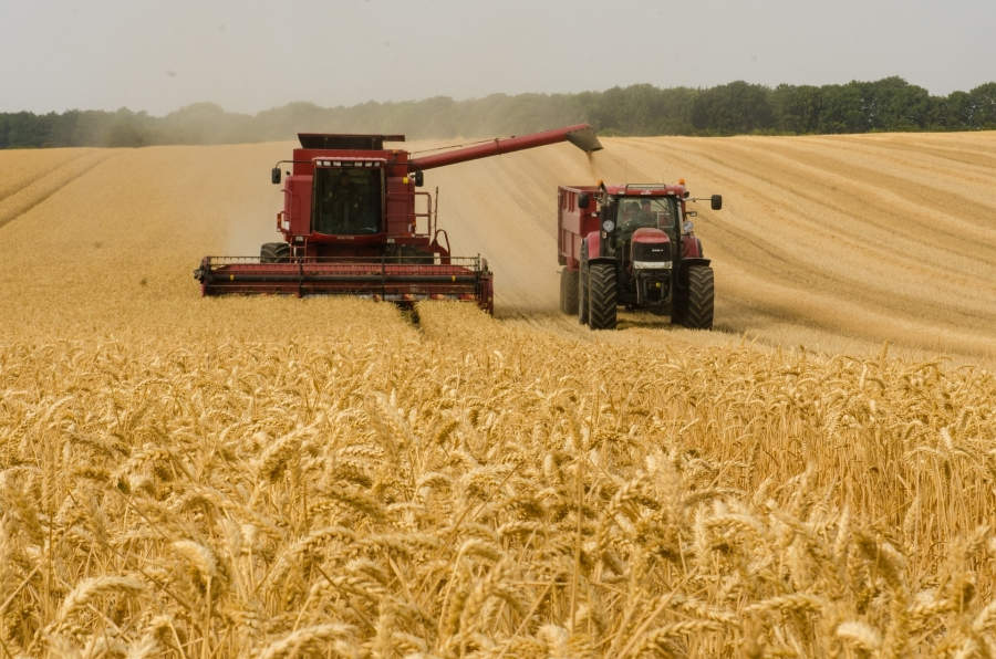 O veste bună mult așteptată: producție record la recolta de grâu, 11,33 milioane de tone