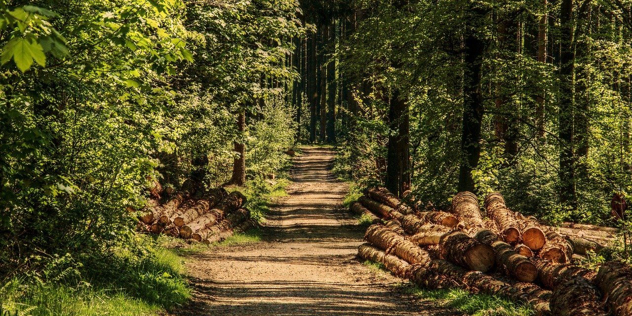 EP finlandez: Nu există o pădure europeană, statele trebuie să-și facă singure politica forestieră