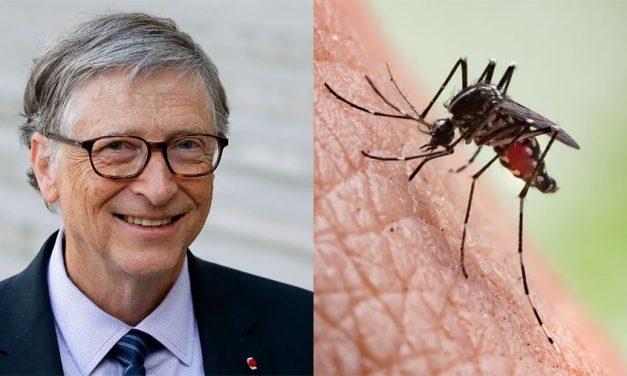Experimentul lui Bill Gates este extins: miliarde de țânțari modificați genetic sunt eliberați în natură