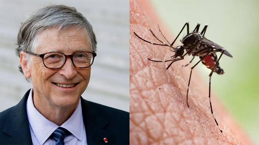 Experimentul lui Bill Gates este extins: miliarde de țânțari modificați genetic sunt eliberați în natură