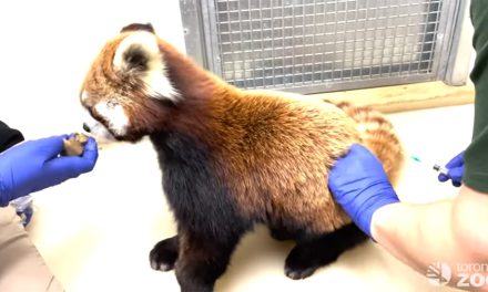 Canada: Animalele de la Zoo sunt vaccinate “voluntar” obligatoriu anti corona