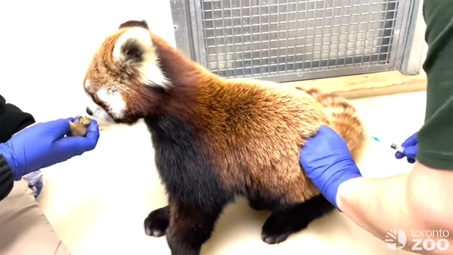 Canada: Animalele de la Zoo sunt vaccinate “voluntar” obligatoriu anti corona