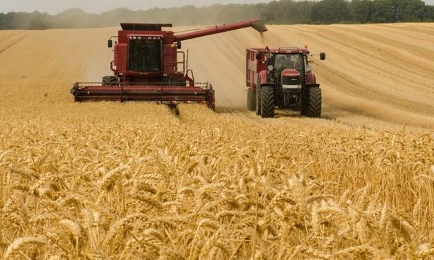 India a anunțat interzicerea exporturilor de grâu iar efectele nu au întârziat să apară