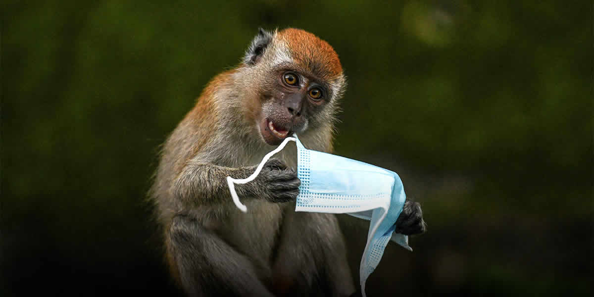 OMS solicită acțiuni „urgente” în Europa împotriva variolei maimuței