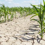 Suprafața afectată de secetă din România crește cu zeci de mii de hectare în fiecare zi