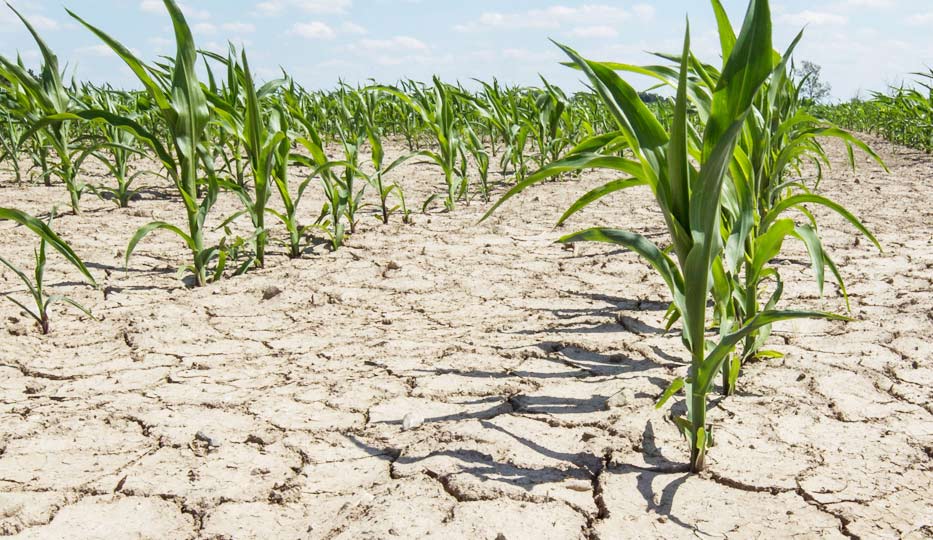 Suprafața afectată de secetă din România crește cu zeci de mii de hectare în fiecare zi