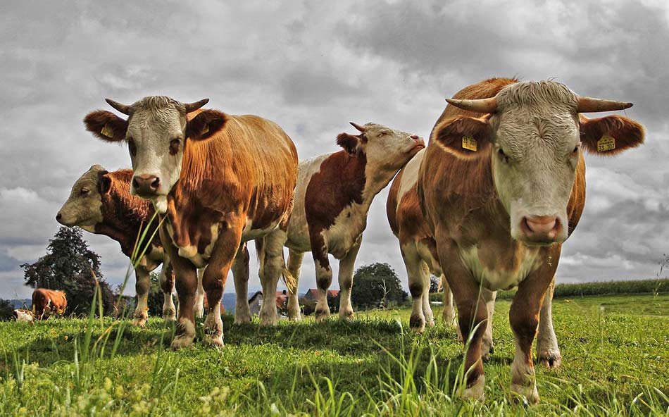 Agenția de Mediu din Germania vrea o taxă pe flatulență pentru vaci