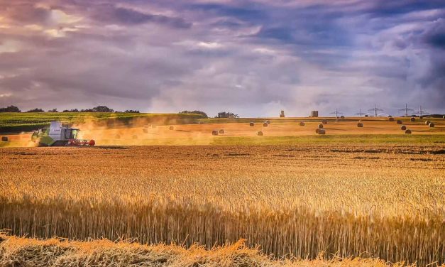 Ungaria ia măsuri pentru protejarea fermierilor de cerealele ucrainene ieftine. Ce face UE?